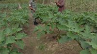 IMG-20240305-WA0034