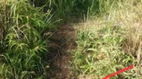 IMG-20250718-WA0068